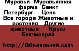 Муравьи, Муравьинная ферма. Санкт-Петербург. › Цена ­ 550 - Все города Животные и растения » Другие животные   . Крым,Бахчисарай